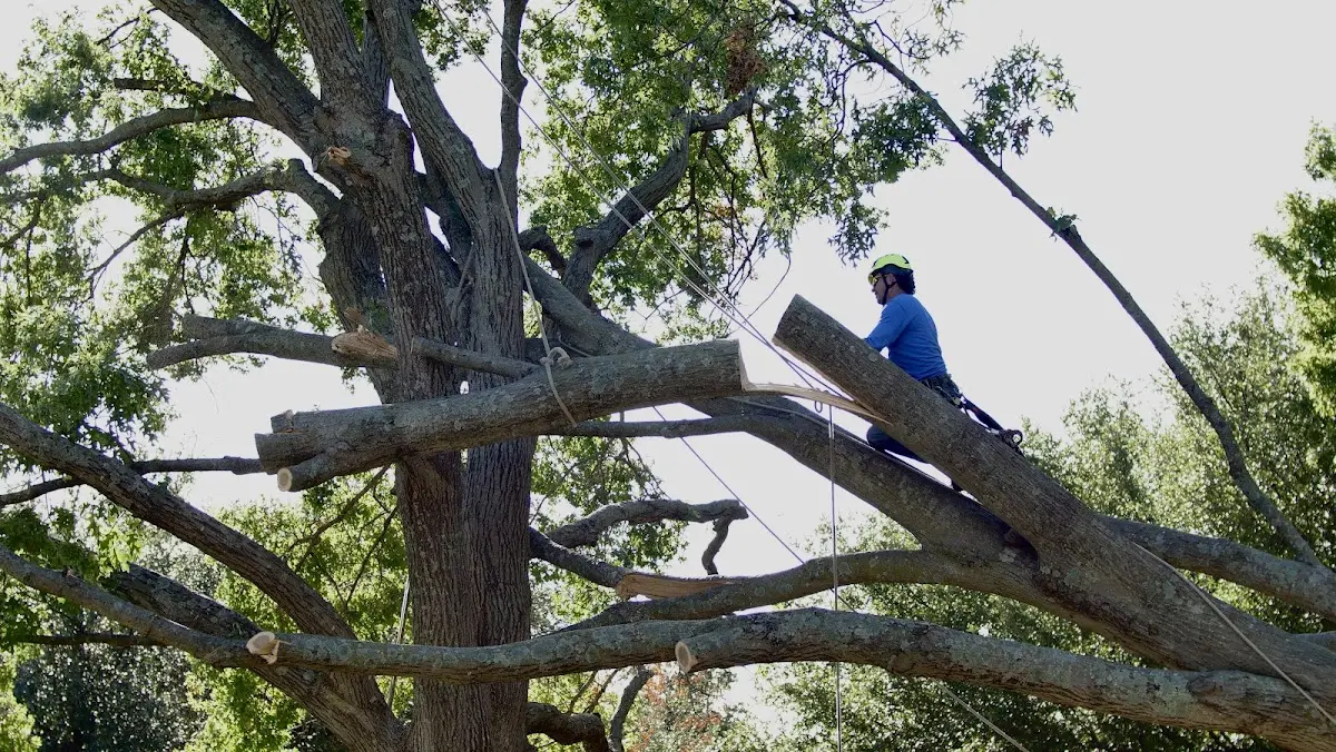 Professional Crown Thinning performed by certified arborists in Harwood