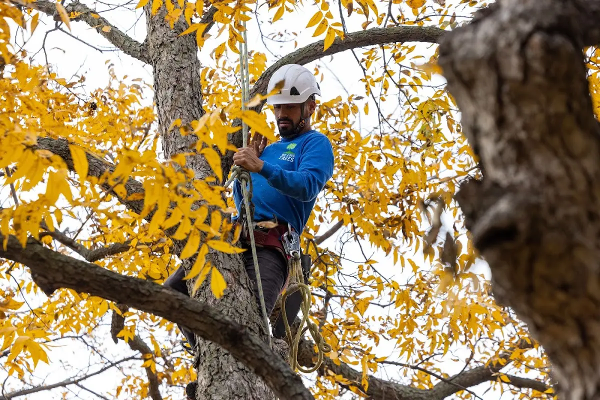 Skilled Dead Tree Removal crew working in Harwood